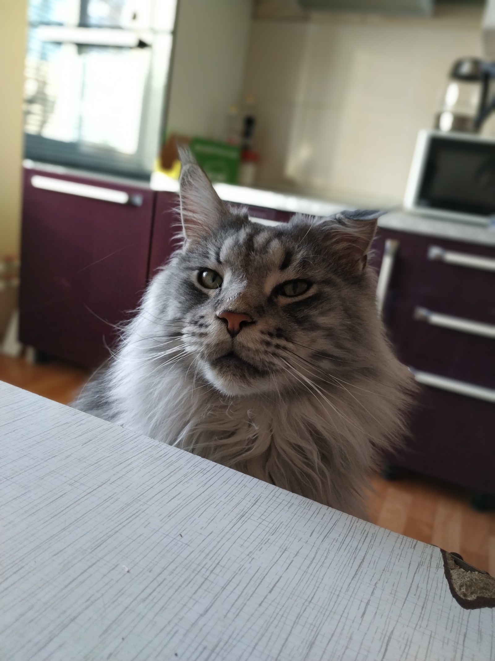 Good morning! - My, cat, Maine Coon, Morning, Breakfast