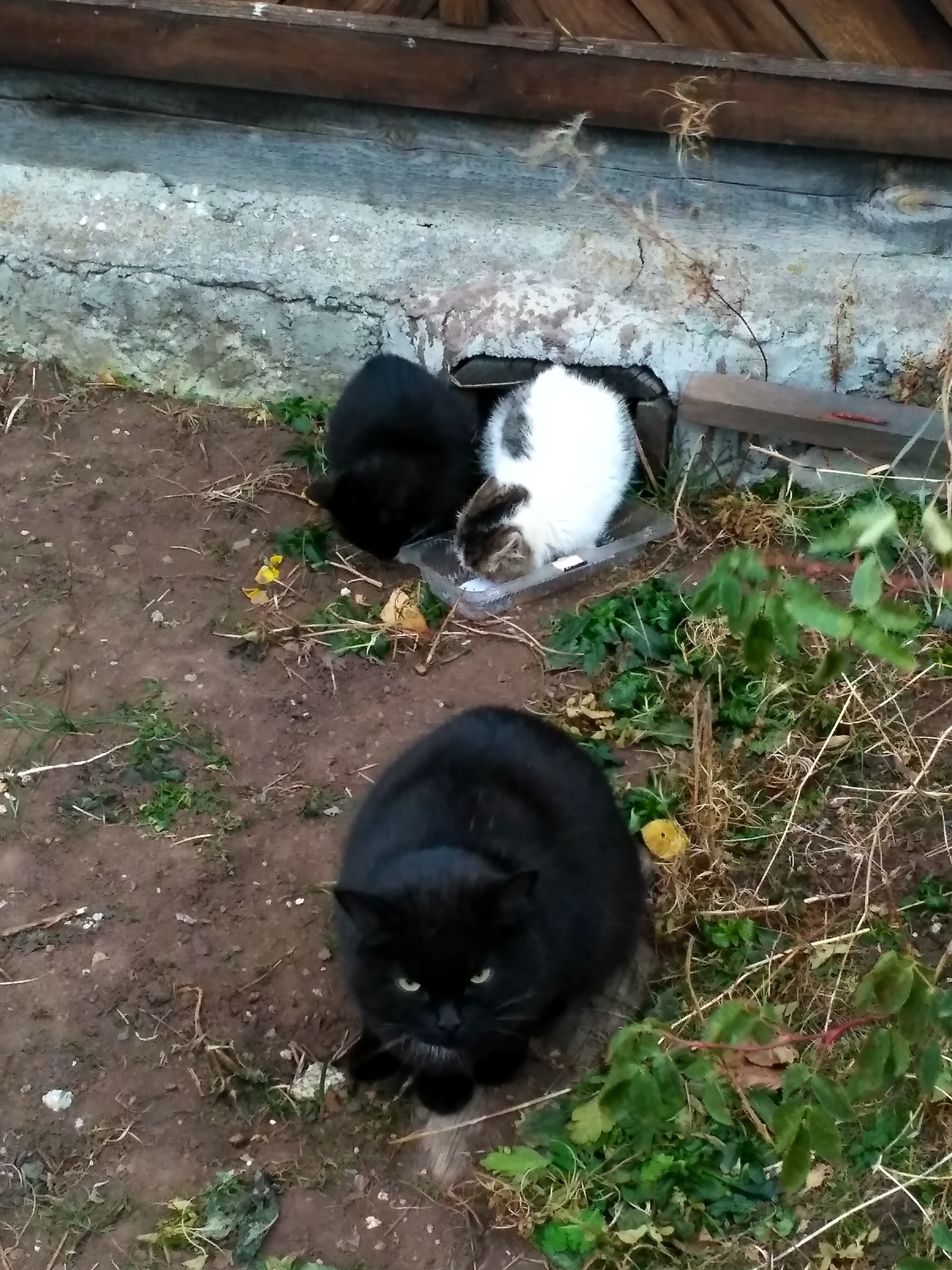 Return of the cat family - My, Catomafia, cat, Kittens, The winter is coming, Longpost