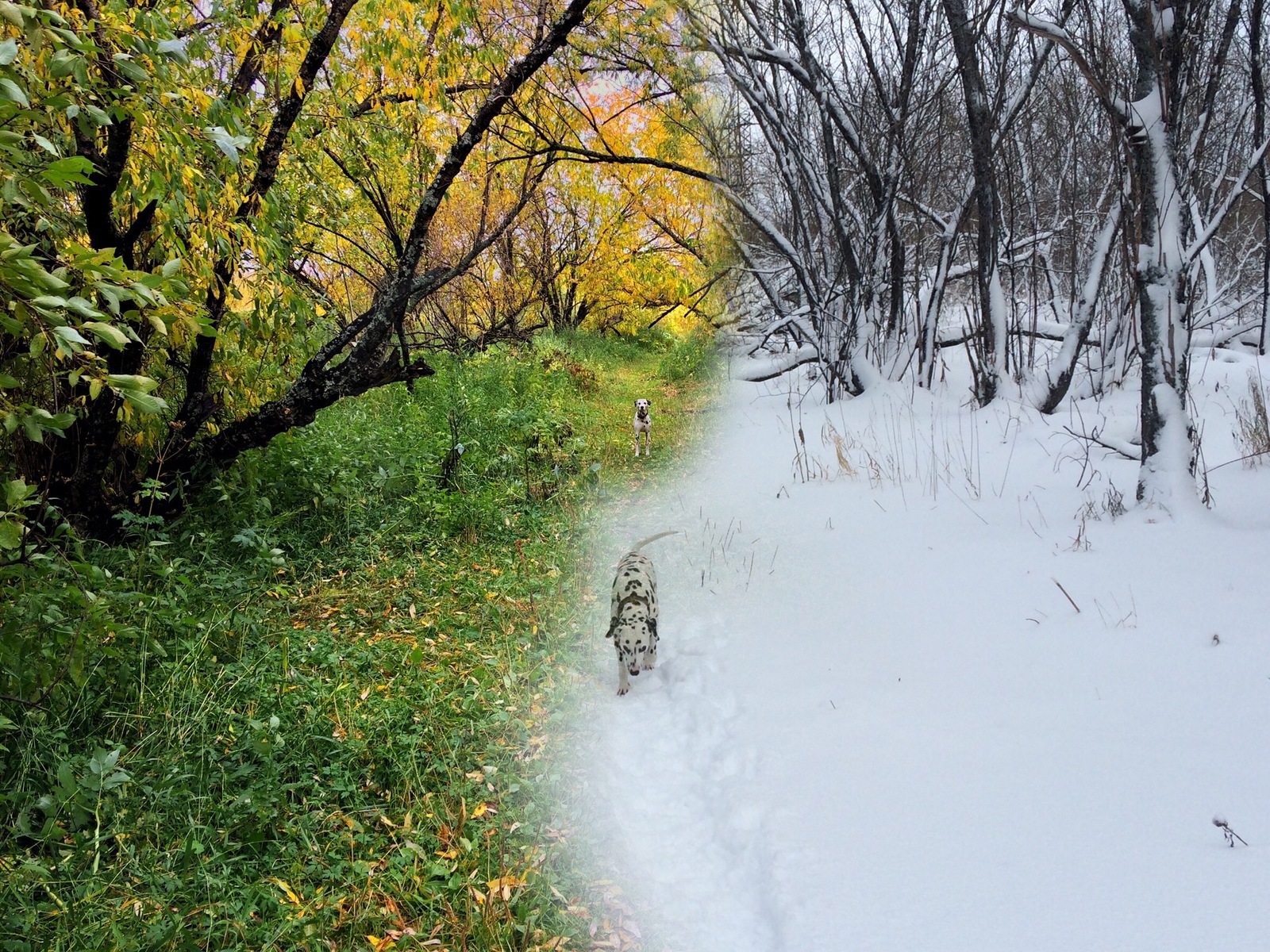 Walking the dog at different times in the same place - My, The photo, Mixing, Autumn, Winter, Walk, Dalmatian, iPhone 5s, Dog