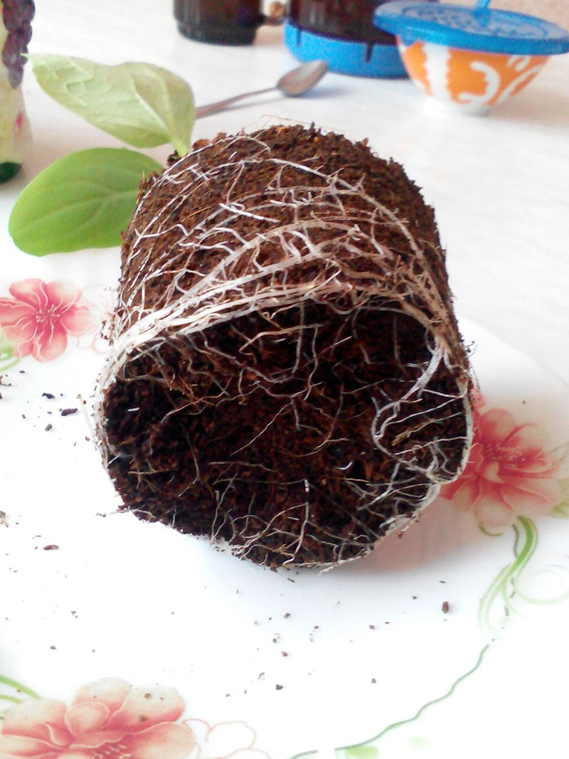 Cucumbers for the New Year. - My, Cucumbers, Vegetable garden on the windowsill, Hydroponics, Longpost