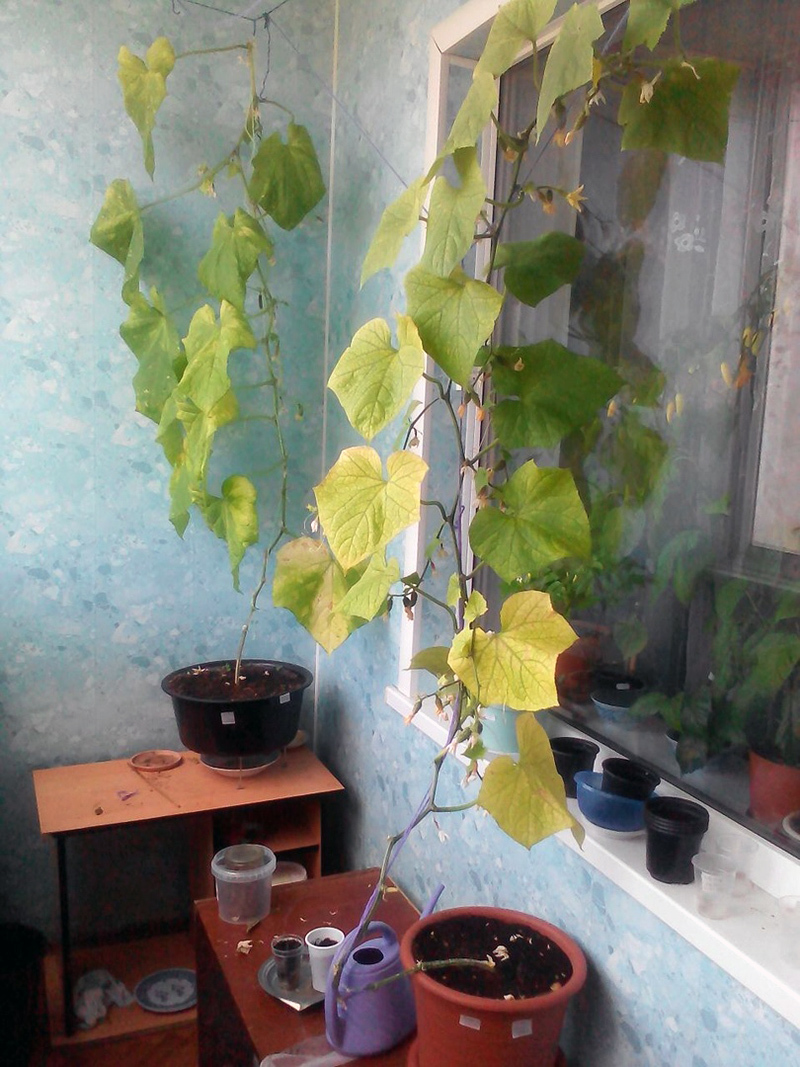 Cucumbers for the New Year. - My, Cucumbers, Vegetable garden on the windowsill, Hydroponics, Longpost