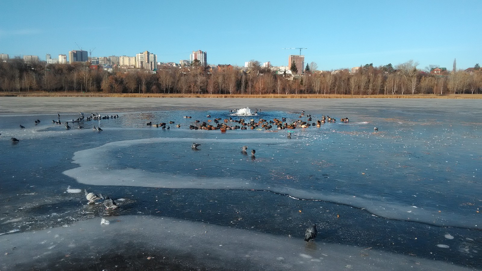 Frozen lake Kashkadan and birds - My, Ufa, Birds, Duck, Pigeon, Lake, Kashkadan, Ice