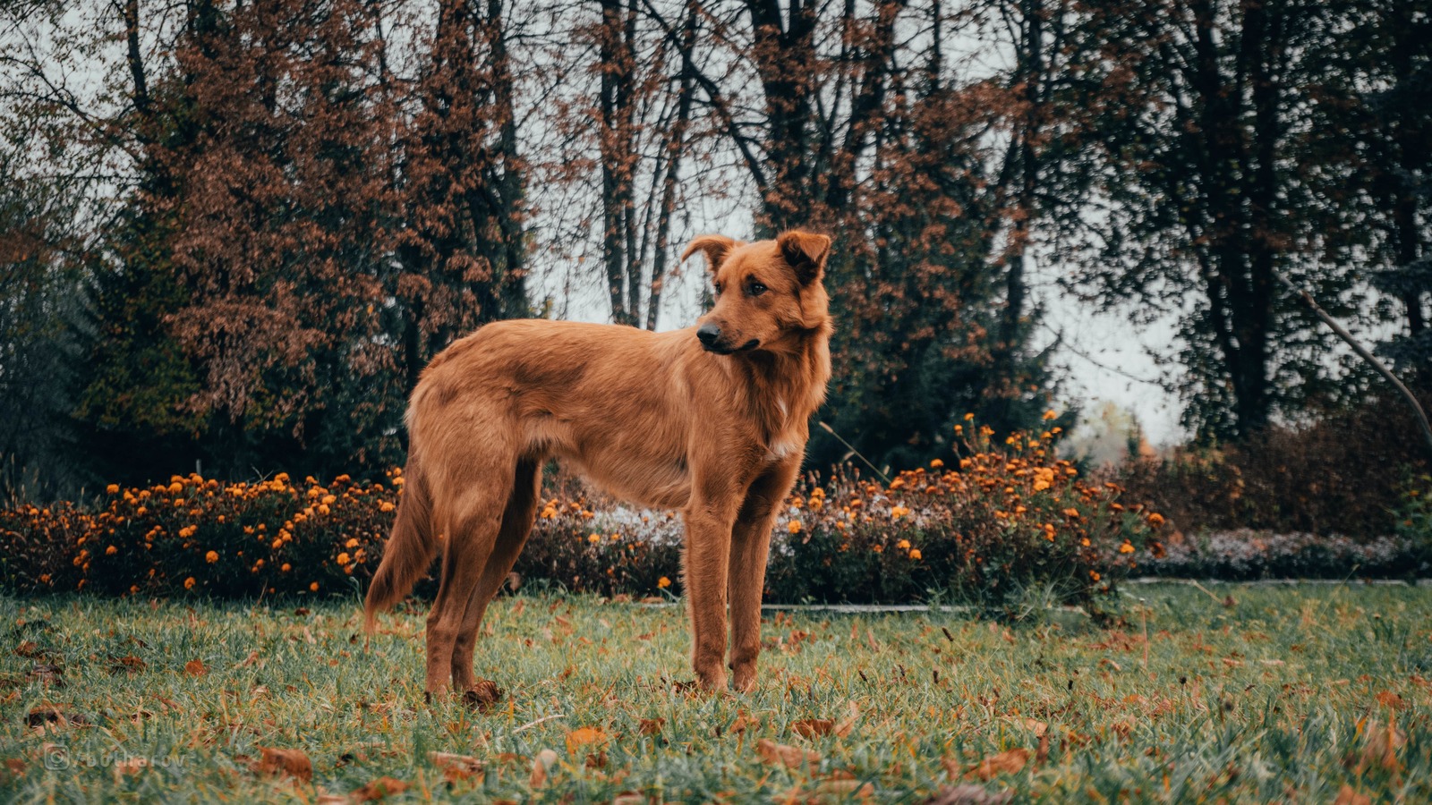 Trip to the Chernobyl Exclusion Zone - My, Chernobyl, Zuo, Pripyat, Abandoned, Urbanphoto, Video, Longpost, Dog