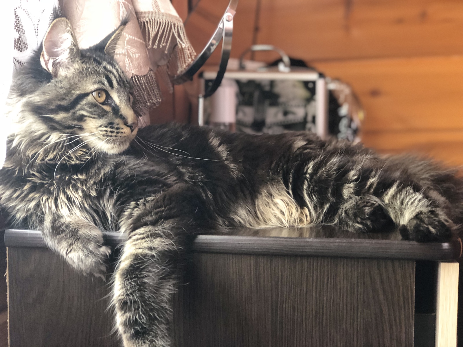 In a wave of posts about them - My, Maine Coon, Handsome men, Trend, Longpost, cat