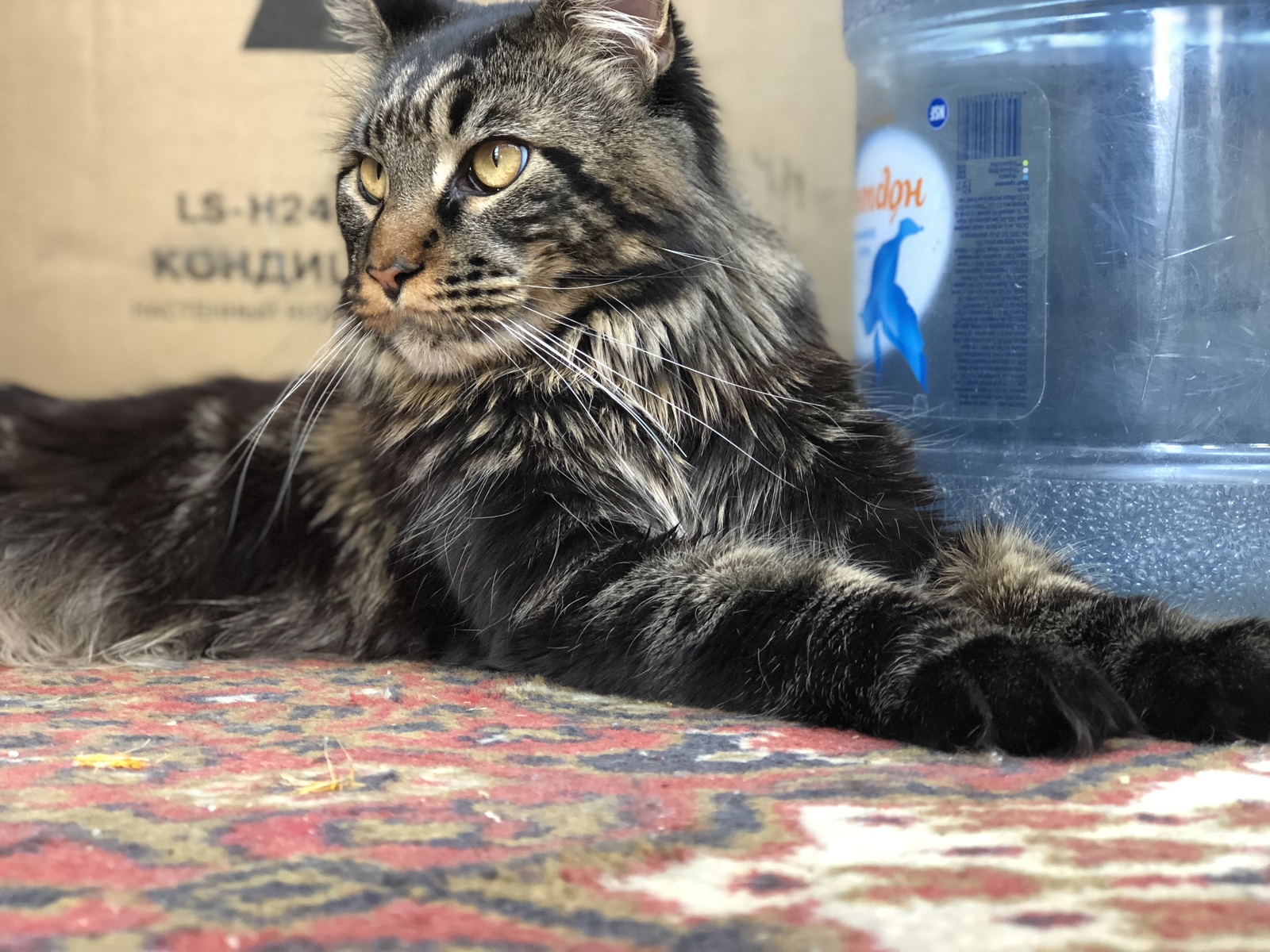 In a wave of posts about them - My, Maine Coon, Handsome men, Trend, Longpost, cat