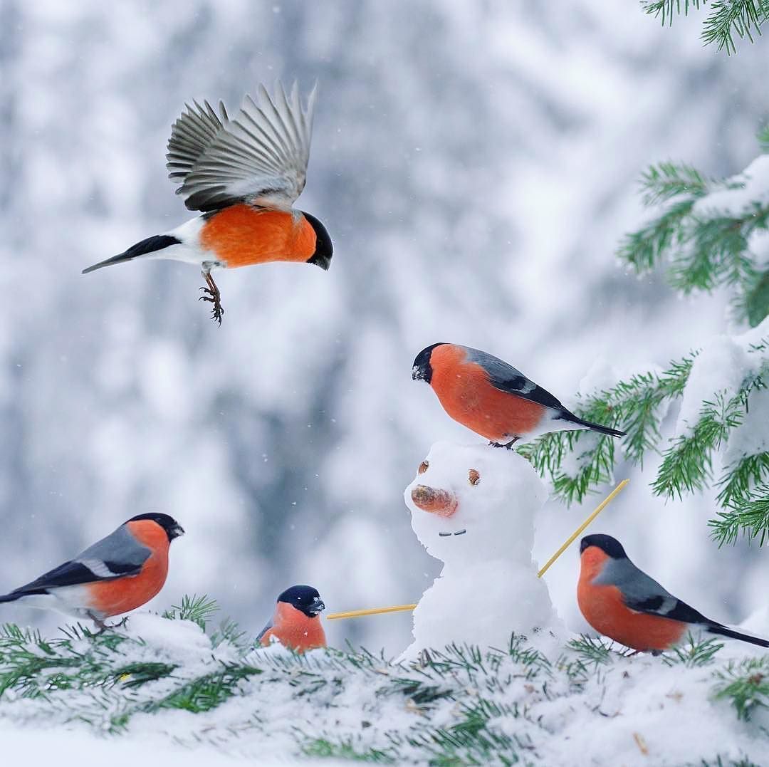 Bullfinches - snowman, Bullfinches, The photo, Milota