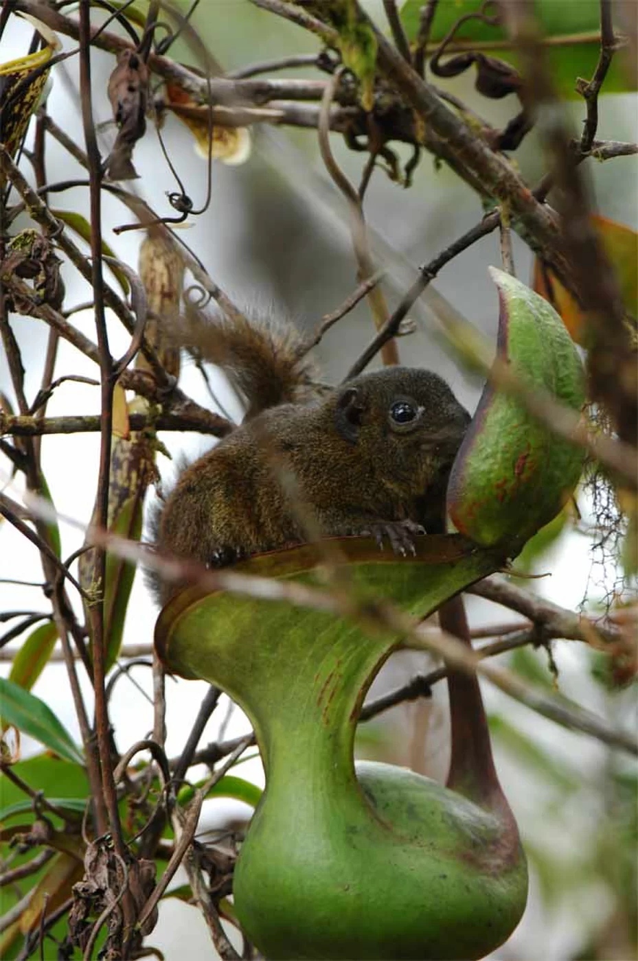 Tupaya on Nepenthes - The science, Biology, Tupaia, Copy-paste, Elementy ru, , GIF, Longpost