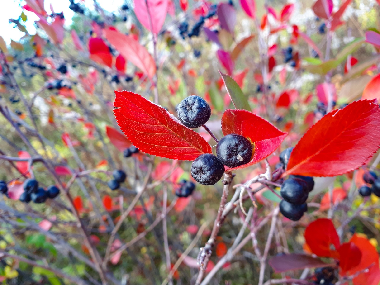 Autumn as I see it. - My, Autumn, What is autumn, The photo, beauty of nature, Longpost