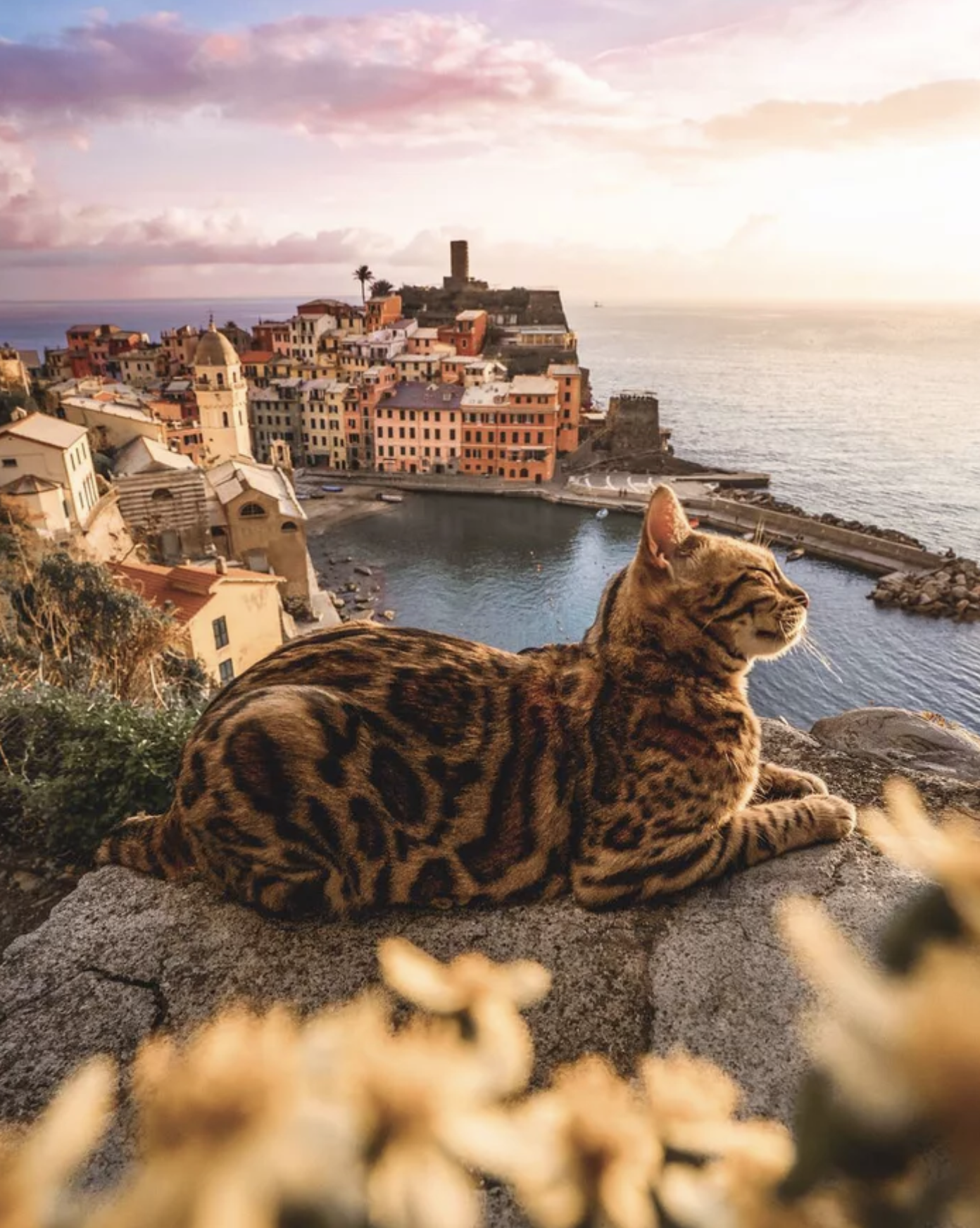 Sunset with a cat is twice as beautiful - Sunset, cat