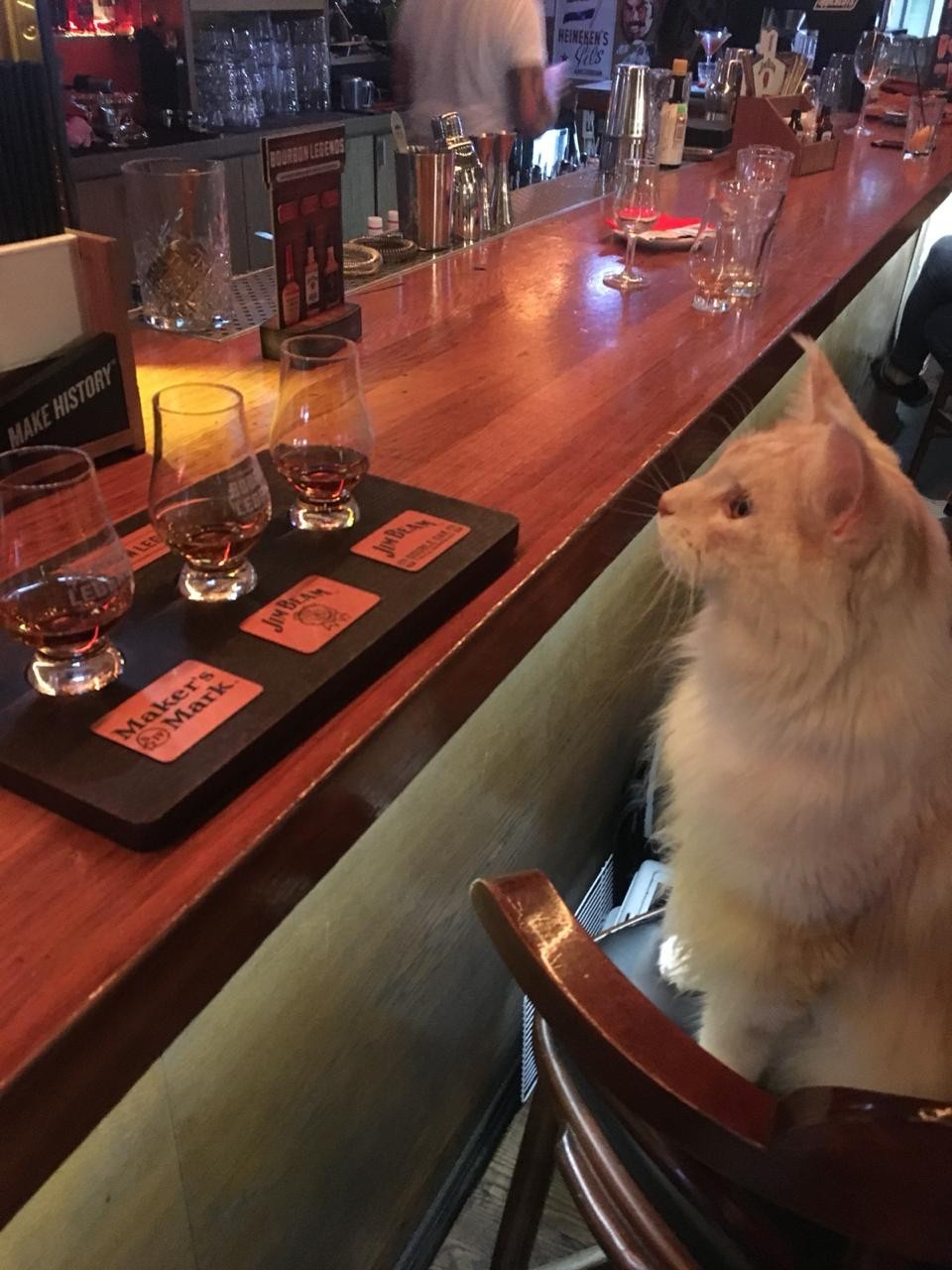 Кот по кличке Джим-Бим - Кот, Мейн-кун, Котомафия, Jim Beam, Длиннопост