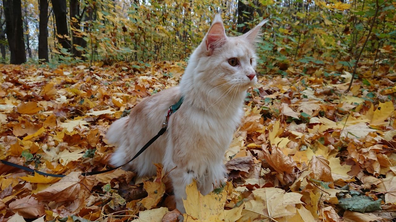 A cat named Jim Beam - cat, Maine Coon, Catomafia, Jim Beam, Longpost