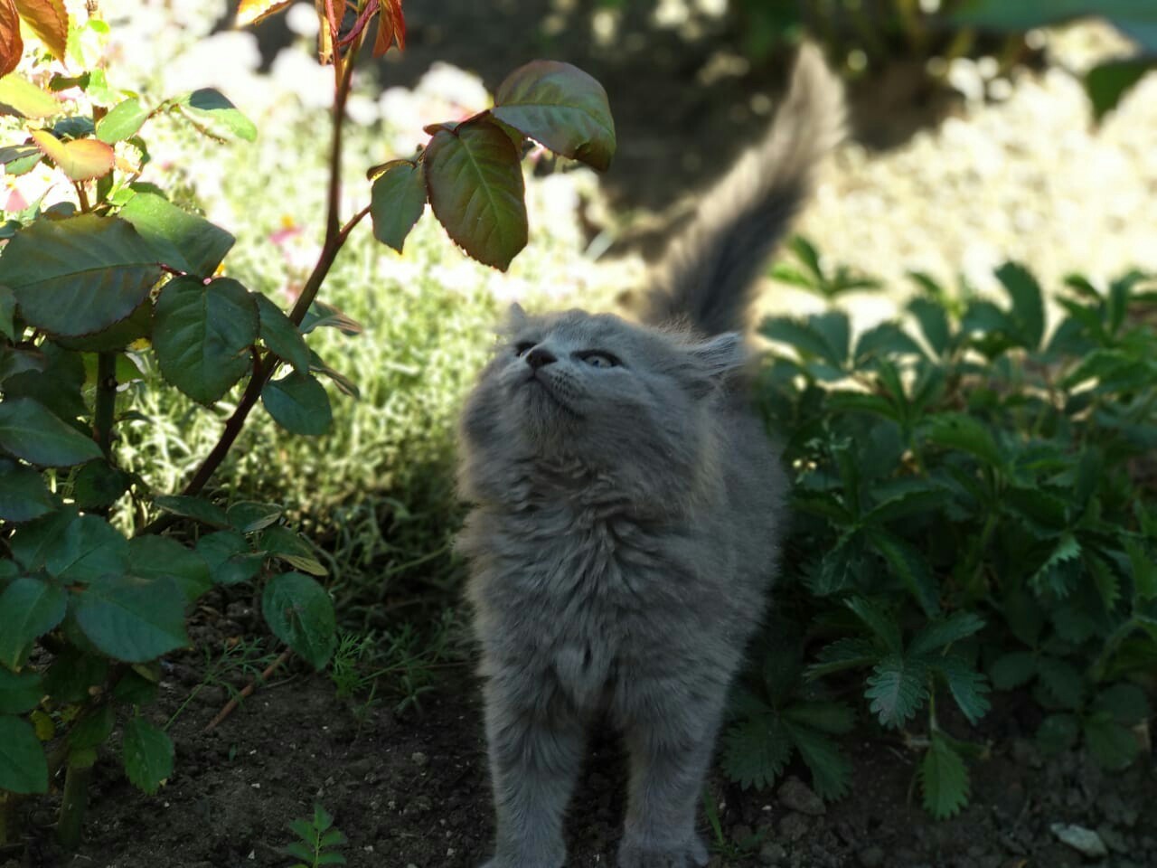 В память о теплых деньках - Моё, Кот, Котомафия, Деревня, Лето, Пушистые, Пушистый, Длиннопост