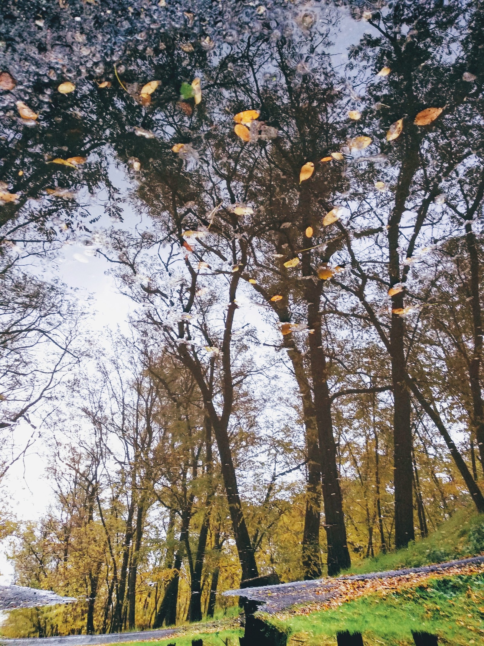 The sadness of the passing autumn - My, The photo, Landscape, Autumn, Longpost, Khortytsia