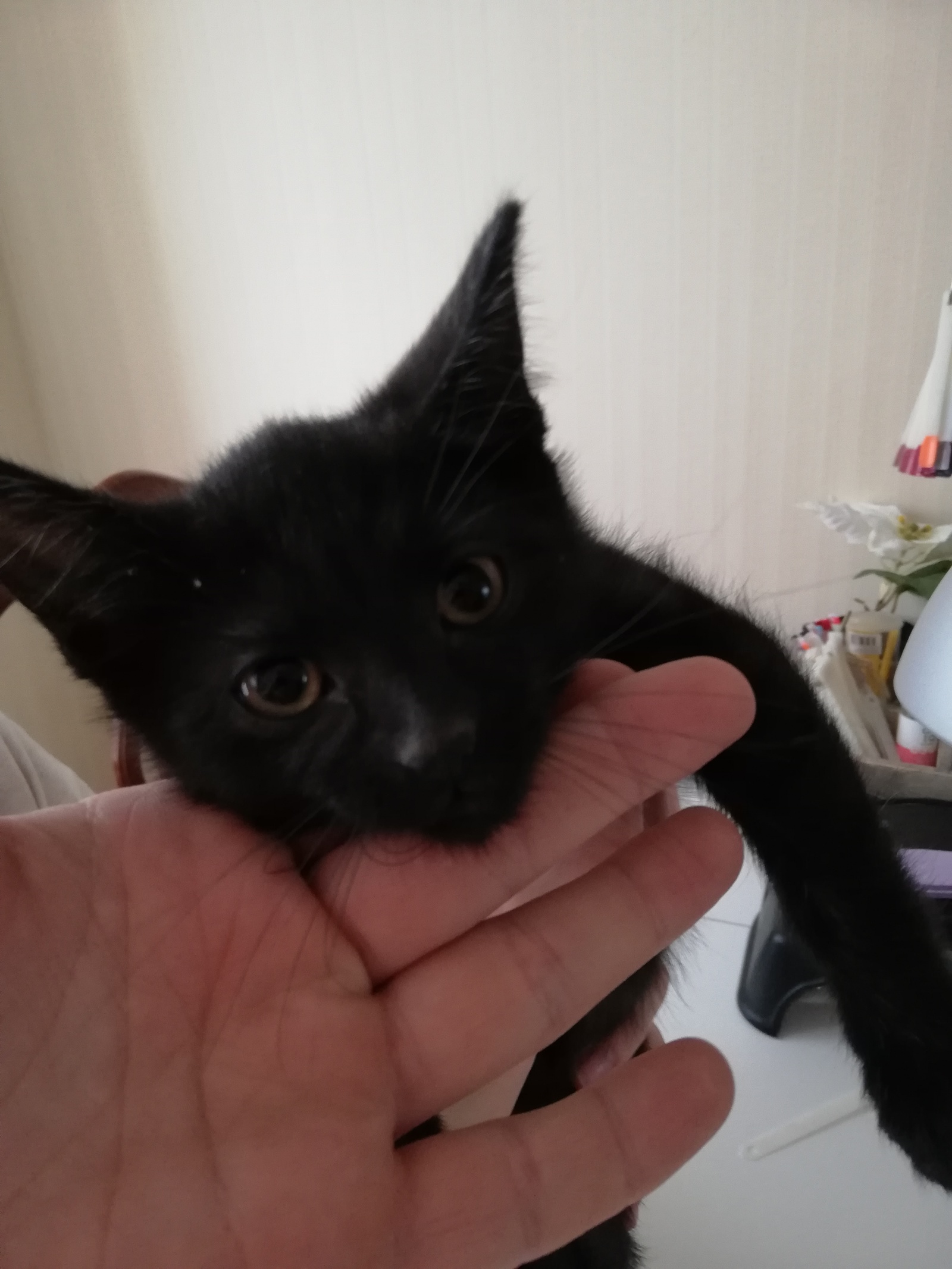 Three kittens out of the box!!! - My, Kittens, In good hands, Help, Longpost, cat, Moscow, Zelenograd, Moscow region, No rating, Helping animals