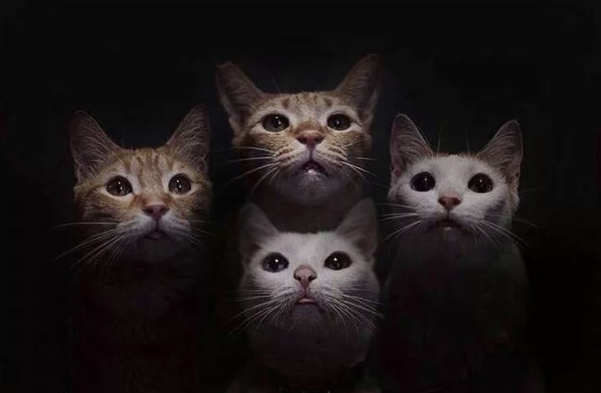 cat rhapsody - cat, Queen