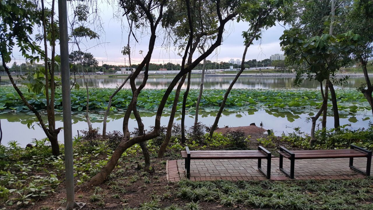 The park where I live. - My, Brazil, The park, Nature, Snake, Crocodile, Video, GIF, Longpost, Crocodiles