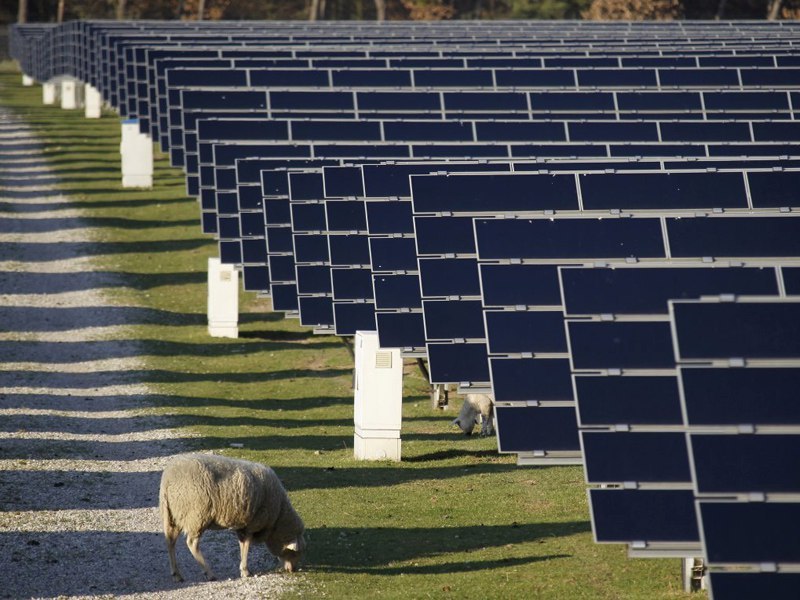 Solar panel and sheep - Ecology, Solar energy, Sheeps, Symbiosis, Ecosphere, Longpost, Solar Power Plant, Power station