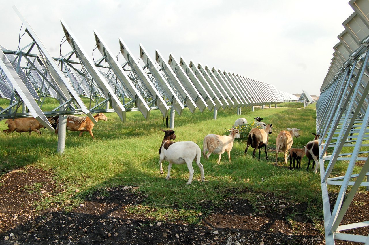 Solar panel and sheep - Ecology, Solar energy, Sheeps, Symbiosis, Ecosphere, Longpost, Solar Power Plant, Power station