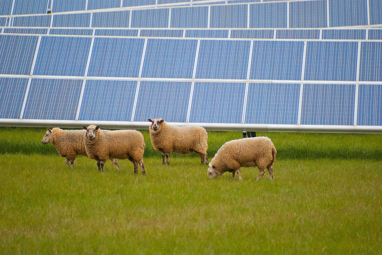 Solar panel and sheep - Ecology, Solar energy, Sheeps, Symbiosis, Ecosphere, Longpost, Solar Power Plant, Power station