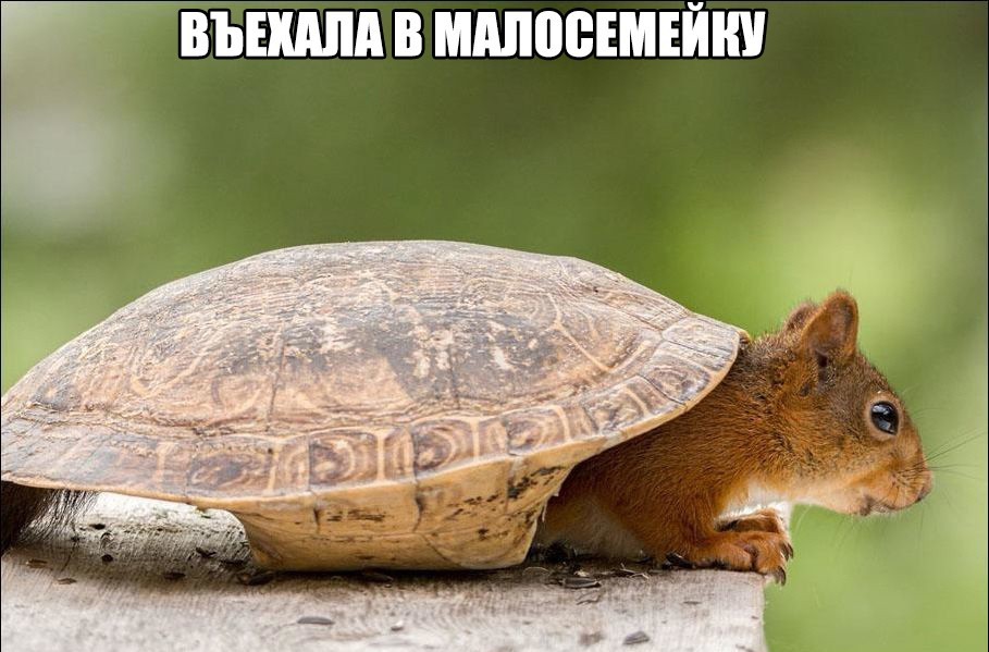 Small size) - Humor, Family, Malosemeika, Squirrel, Carapace