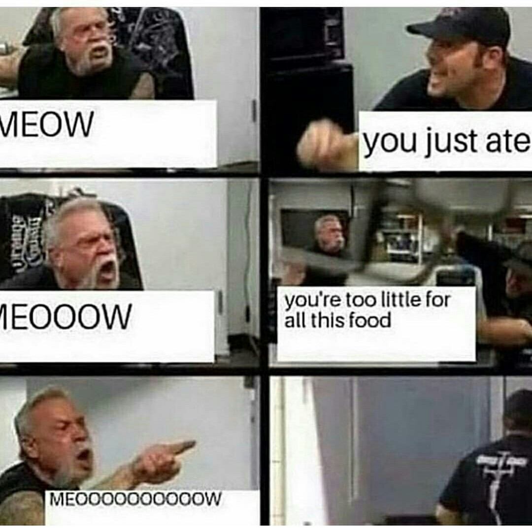 MEOOOOW - Food, cat, Meow