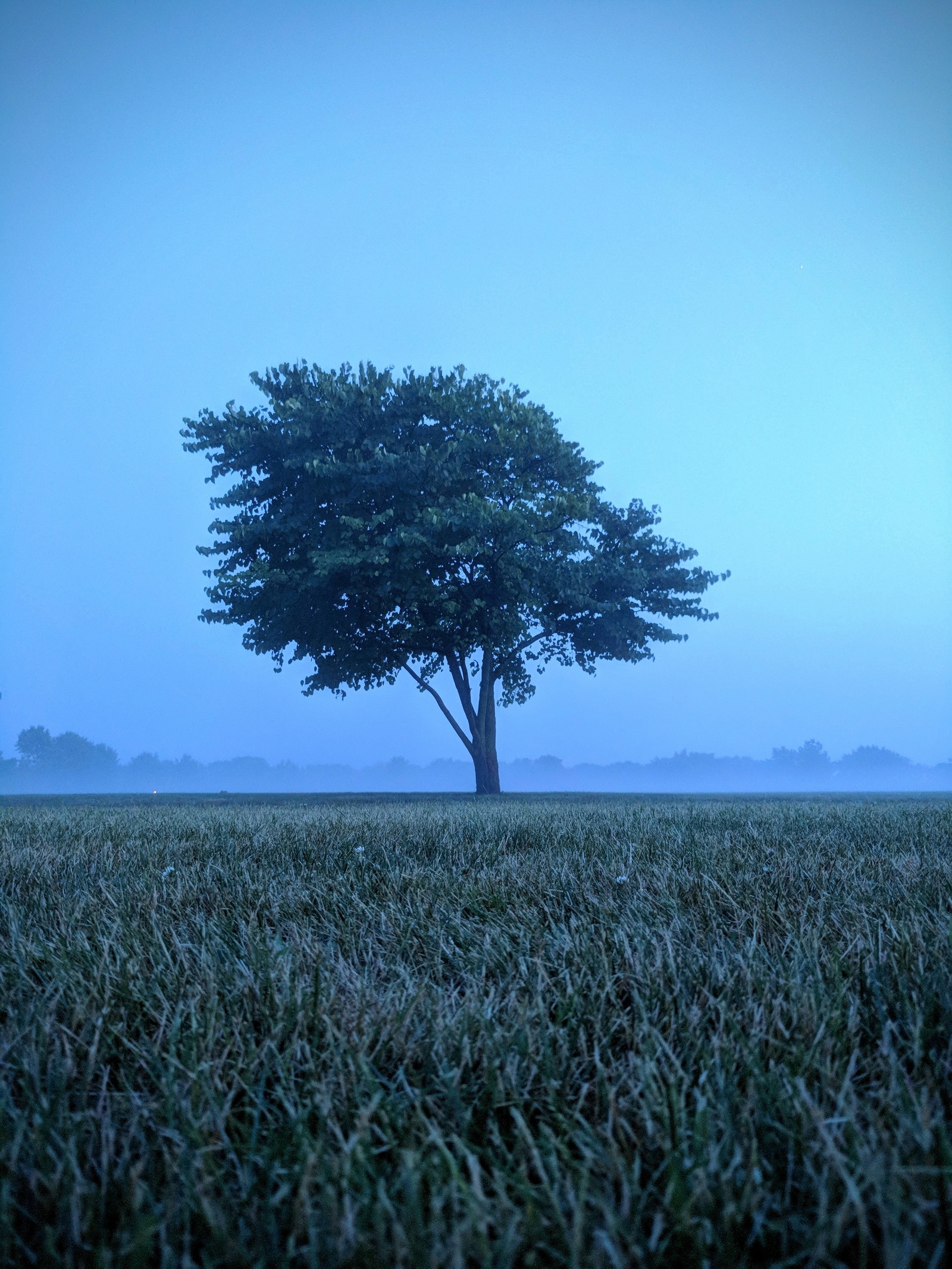 Backyard, Aurora - My, The photo, Beginning photographer, Tree, Fog, Google pixel, I want criticism, No filters, Mobile photography, Google pixel smartphone