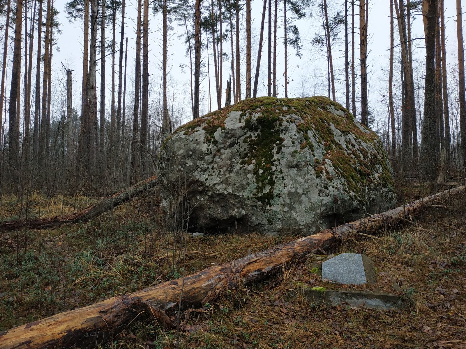 How we searched for the Sun Stone - My, Longpost, Travels, Hike, Vuoksi, Sail, A boat, Story, Tourism, Reeds, Video