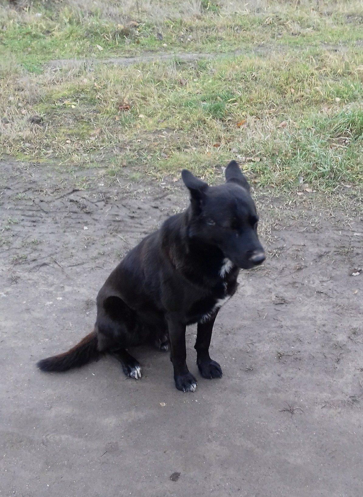 St. Petersburg, Sosnovka park, Lost - No rating, Lost, Dog, Saint Petersburg, Longpost