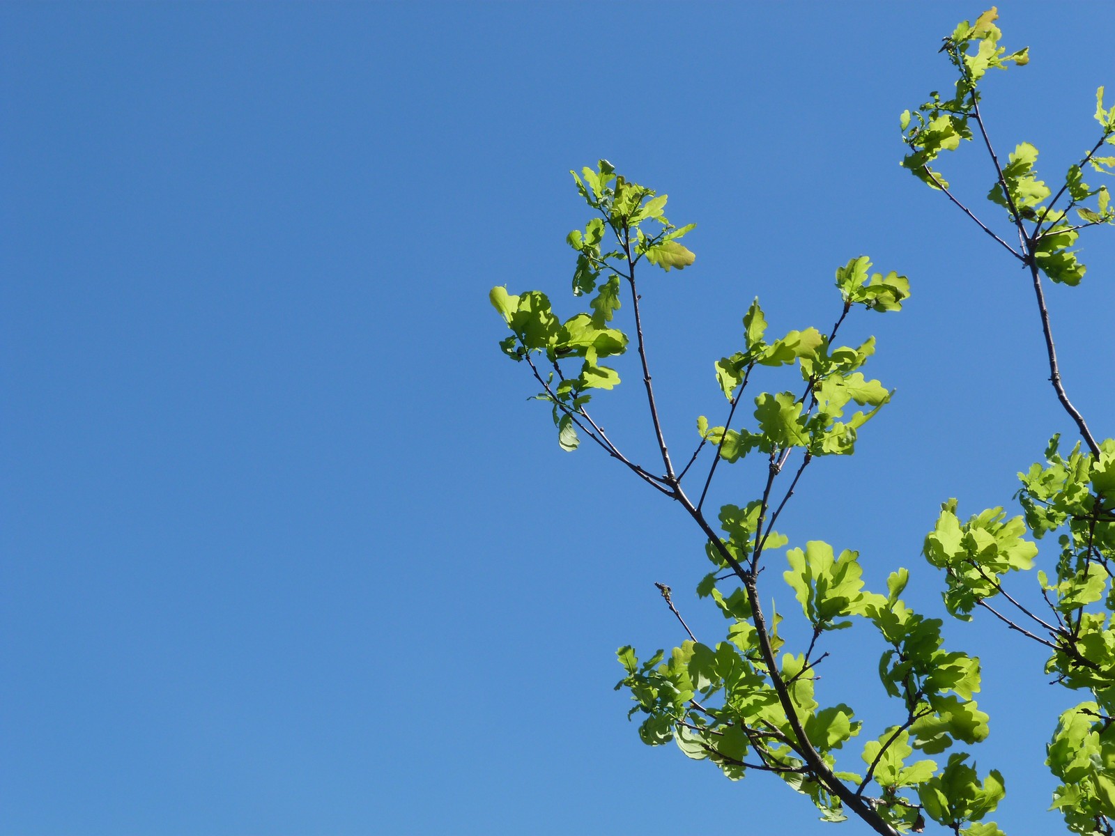 A little warm - My, Nature, Beginning photographer, Summer, The photo, Tree, Mushrooms, Longpost