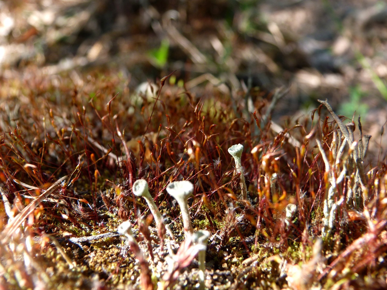 A little warm - My, Nature, Beginning photographer, Summer, The photo, Tree, Mushrooms, Longpost