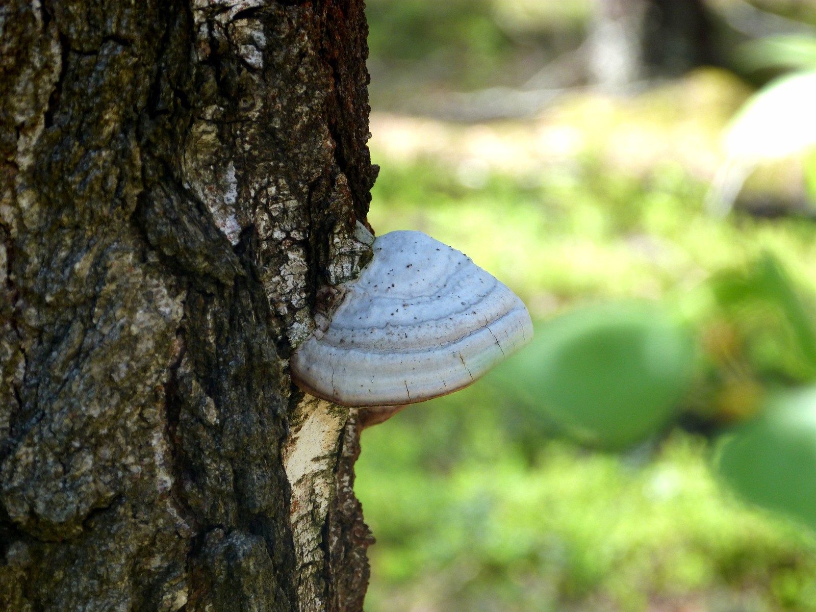 A little warm - My, Nature, Beginning photographer, Summer, The photo, Tree, Mushrooms, Longpost