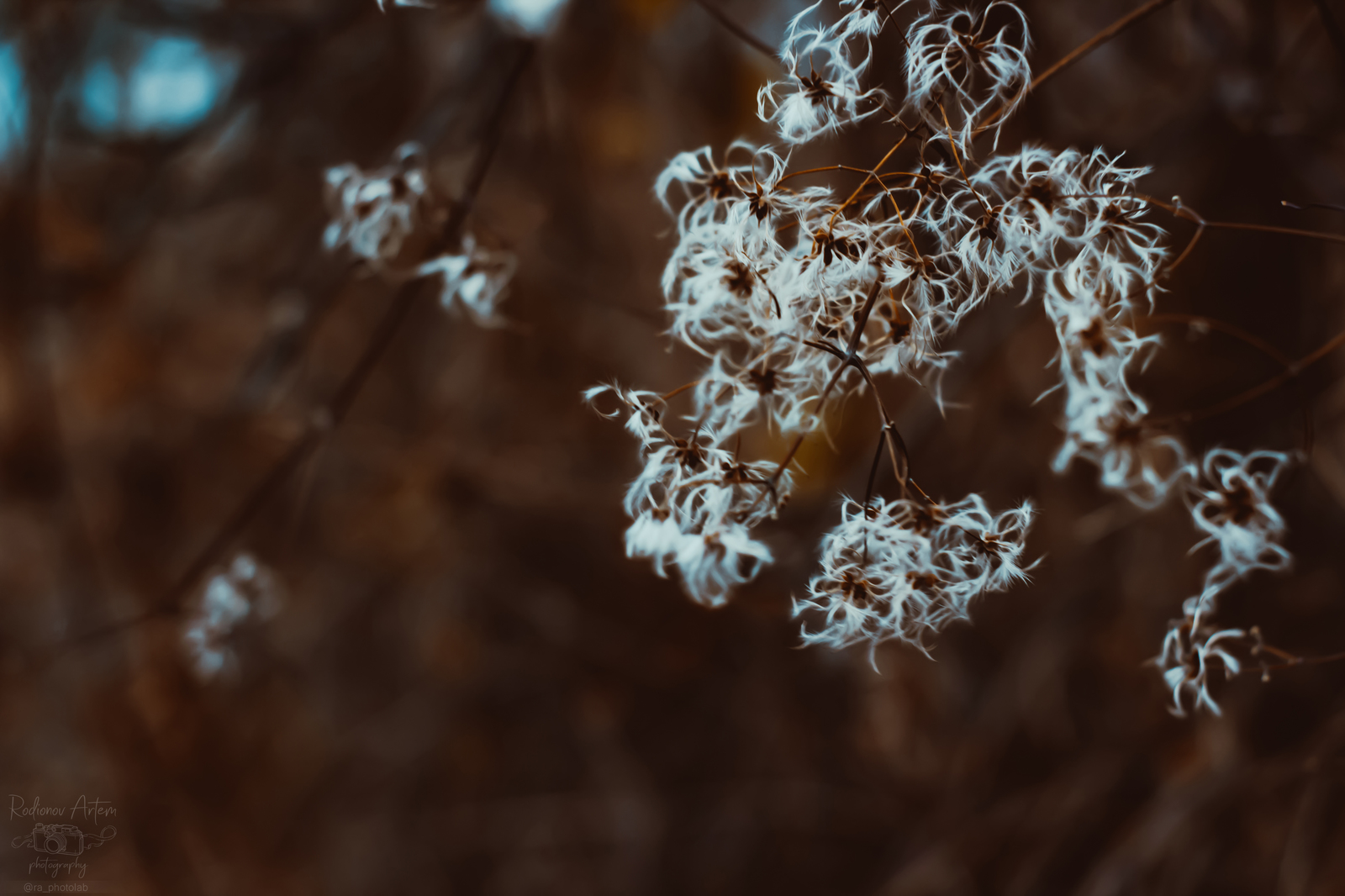 Отпусти меня, полтинник ... - Моё, Длиннопост, Природа, 50mm