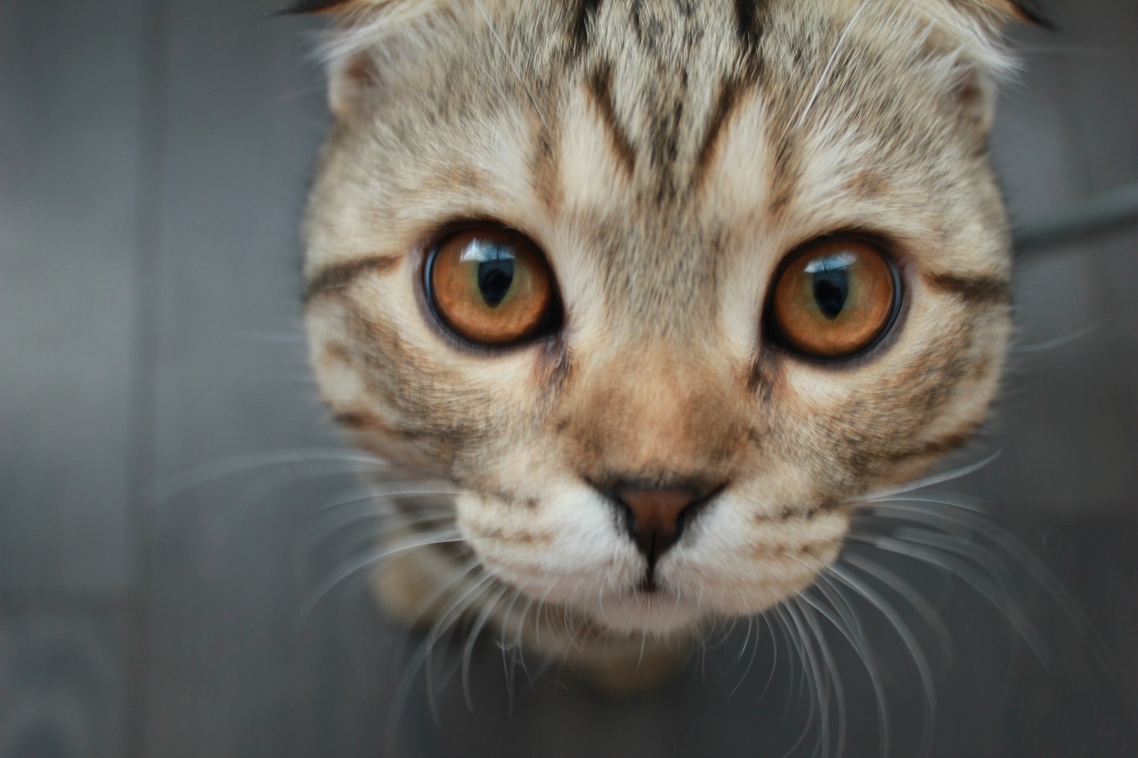 Good - My, cat, Good morning, The photo, Canon, Scotsman