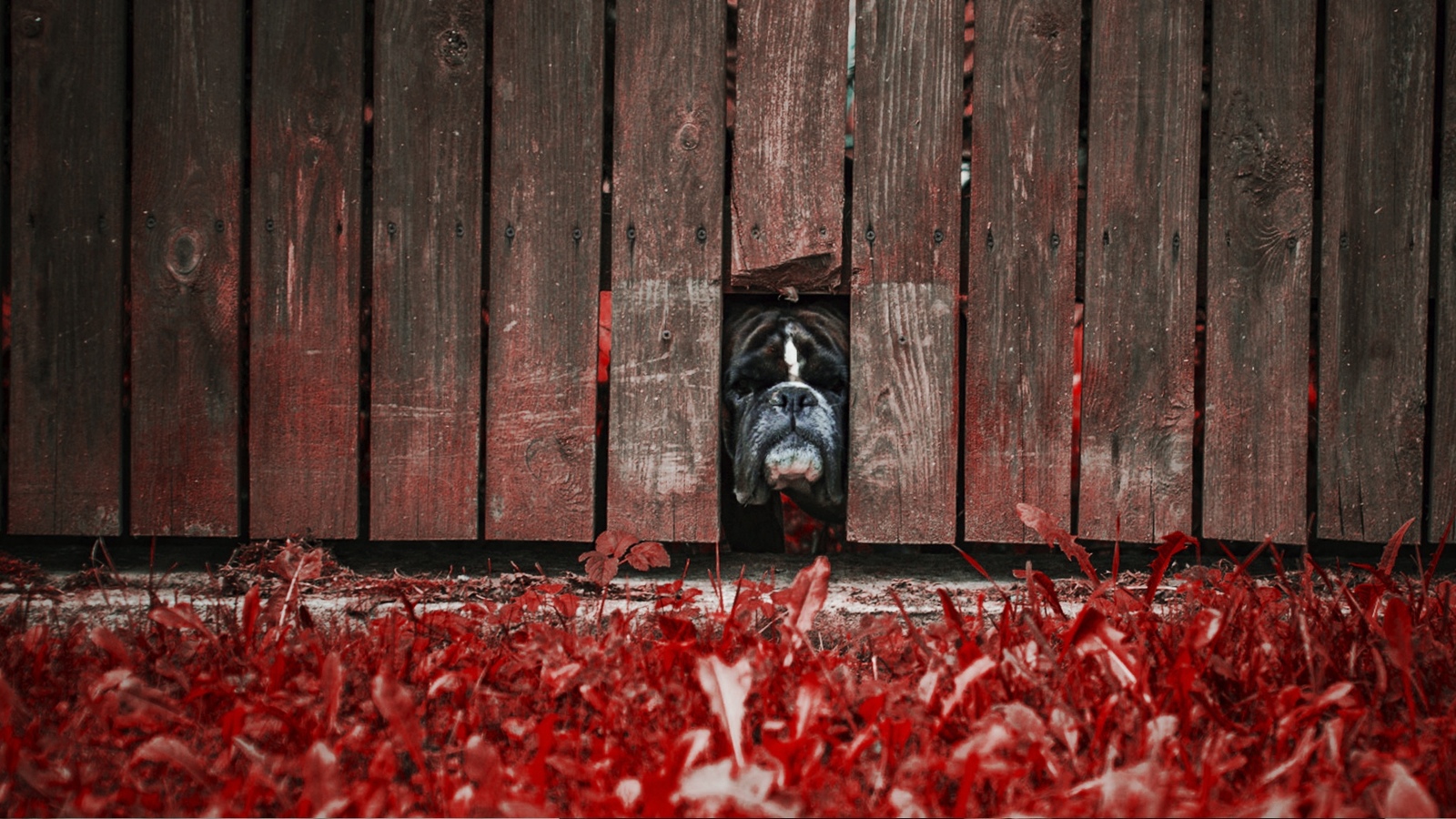 Local - My, Animals, Autumn, cat, Dog