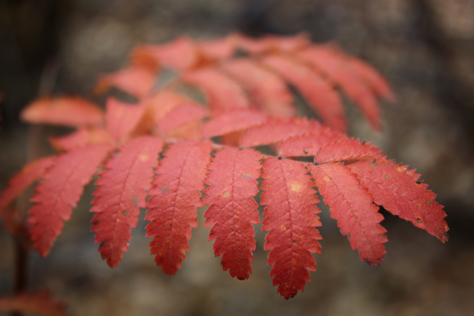 Laconic beauty of autumn nature - My, Autumn, Nature, Canon EOS 100d, Macro photography, Beginning photographer, I want criticism, Longpost, The photo