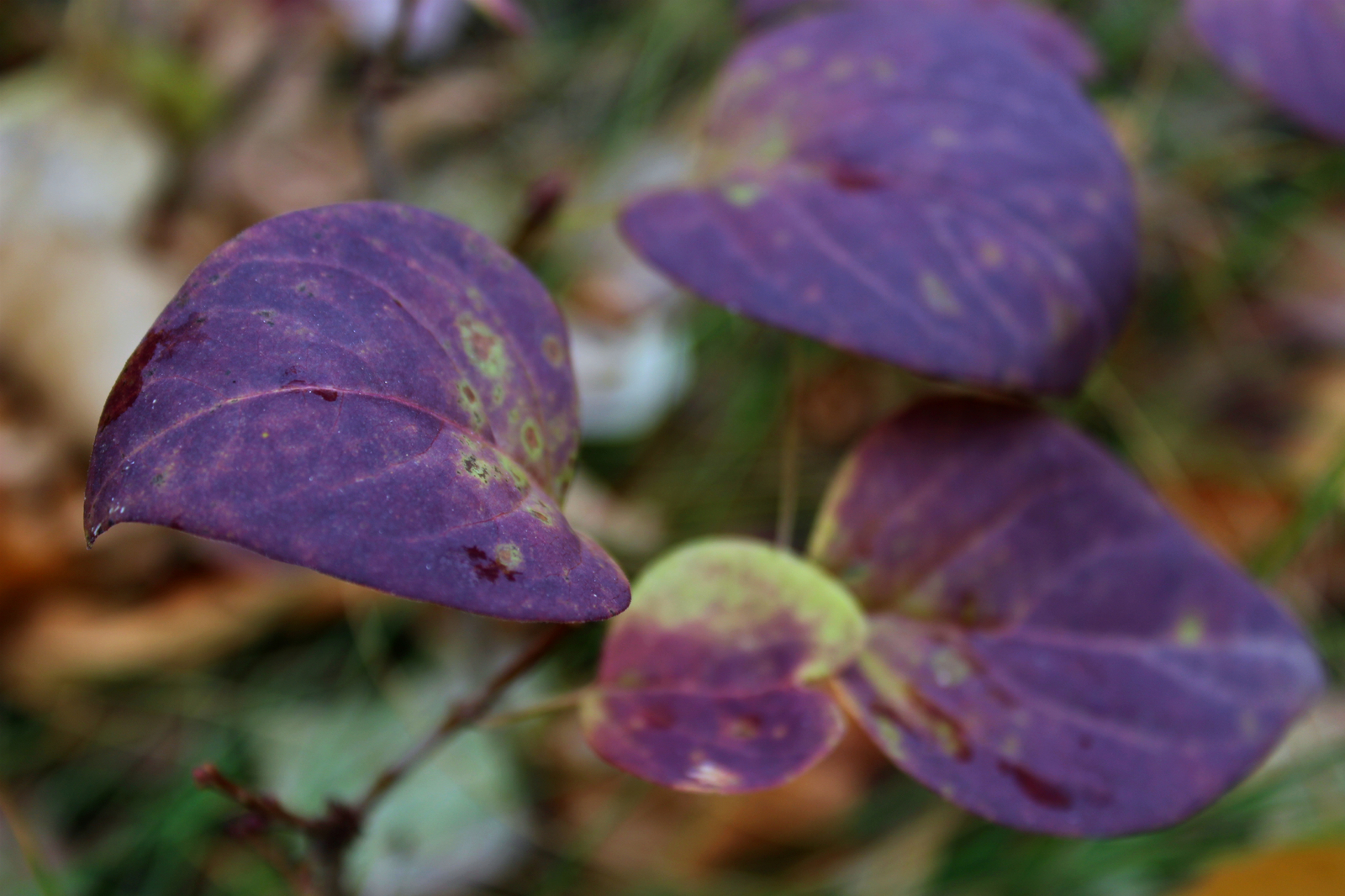 Laconic beauty of autumn nature - My, Autumn, Nature, Canon EOS 100d, Macro photography, Beginning photographer, I want criticism, Longpost, The photo