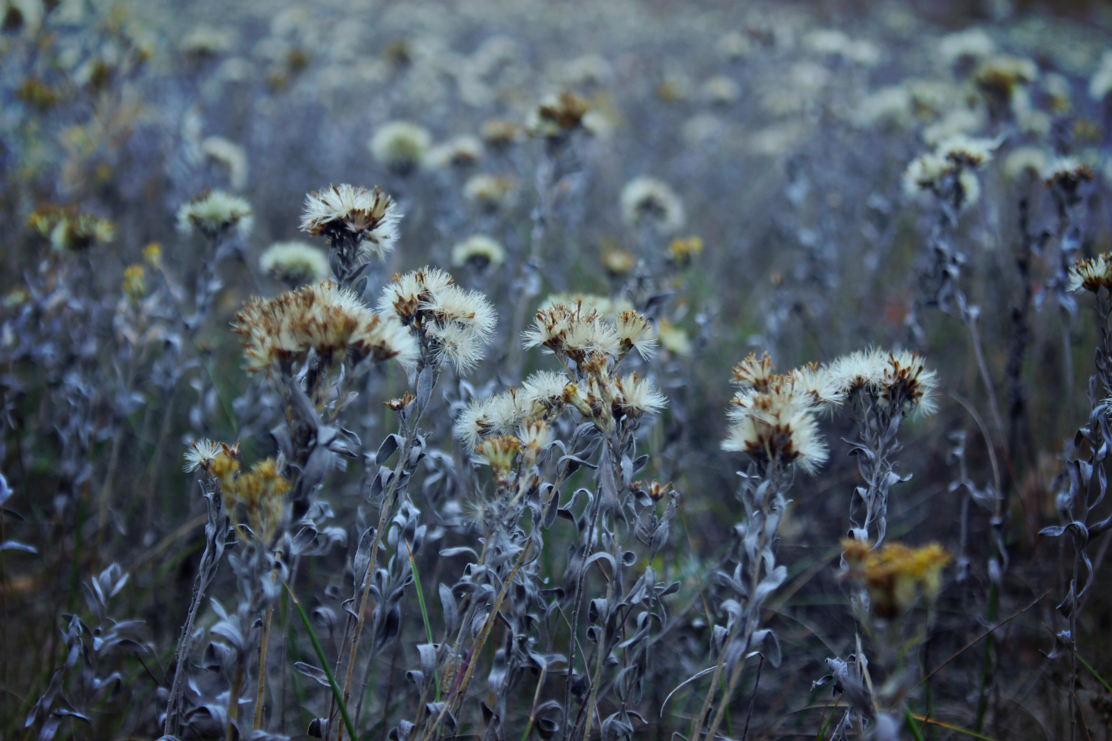 Laconic beauty of autumn nature - My, Autumn, Nature, Canon EOS 100d, Macro photography, Beginning photographer, I want criticism, Longpost, The photo