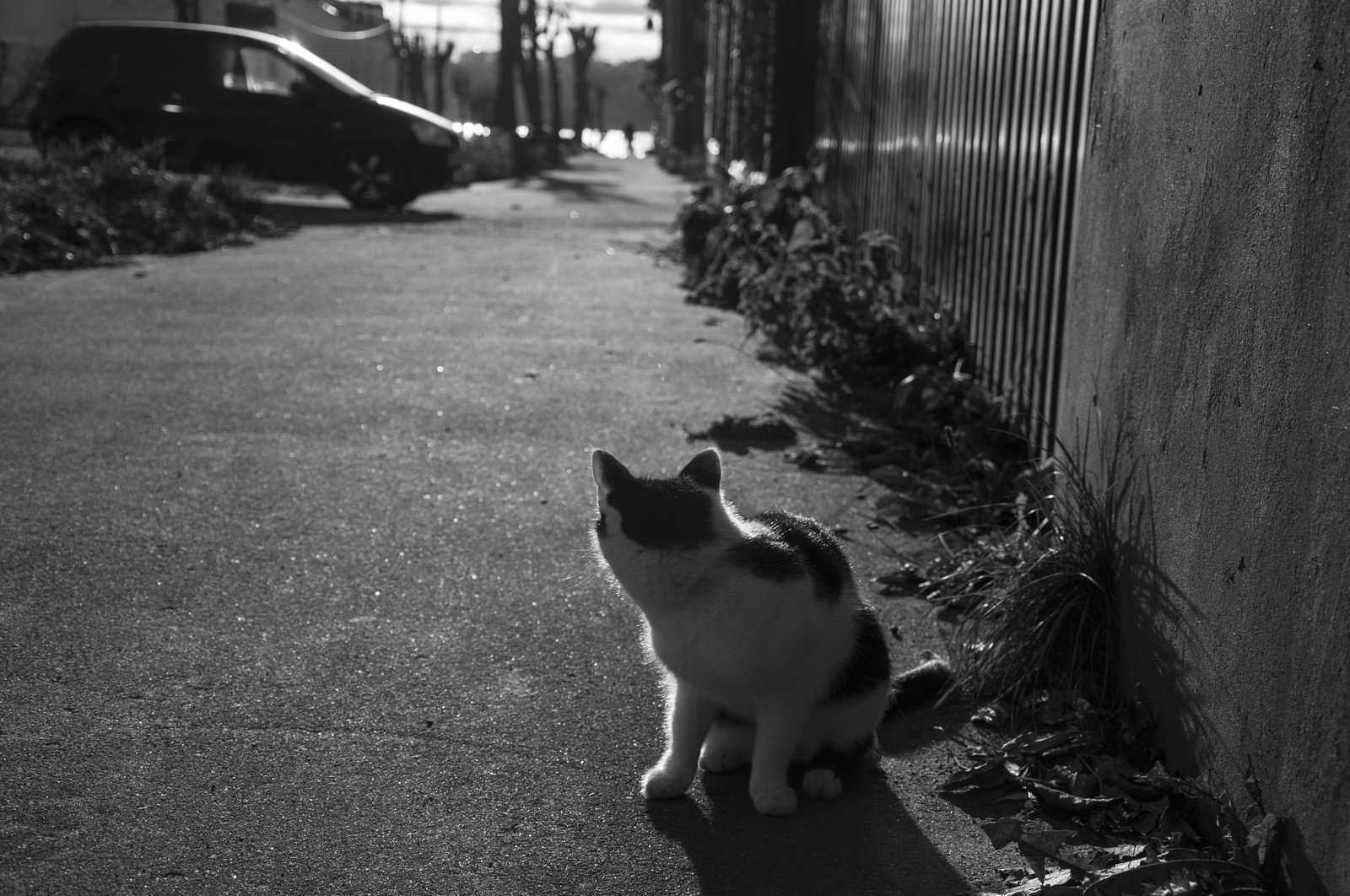 black and white - My, The photo, cat, Black and white, Longpost