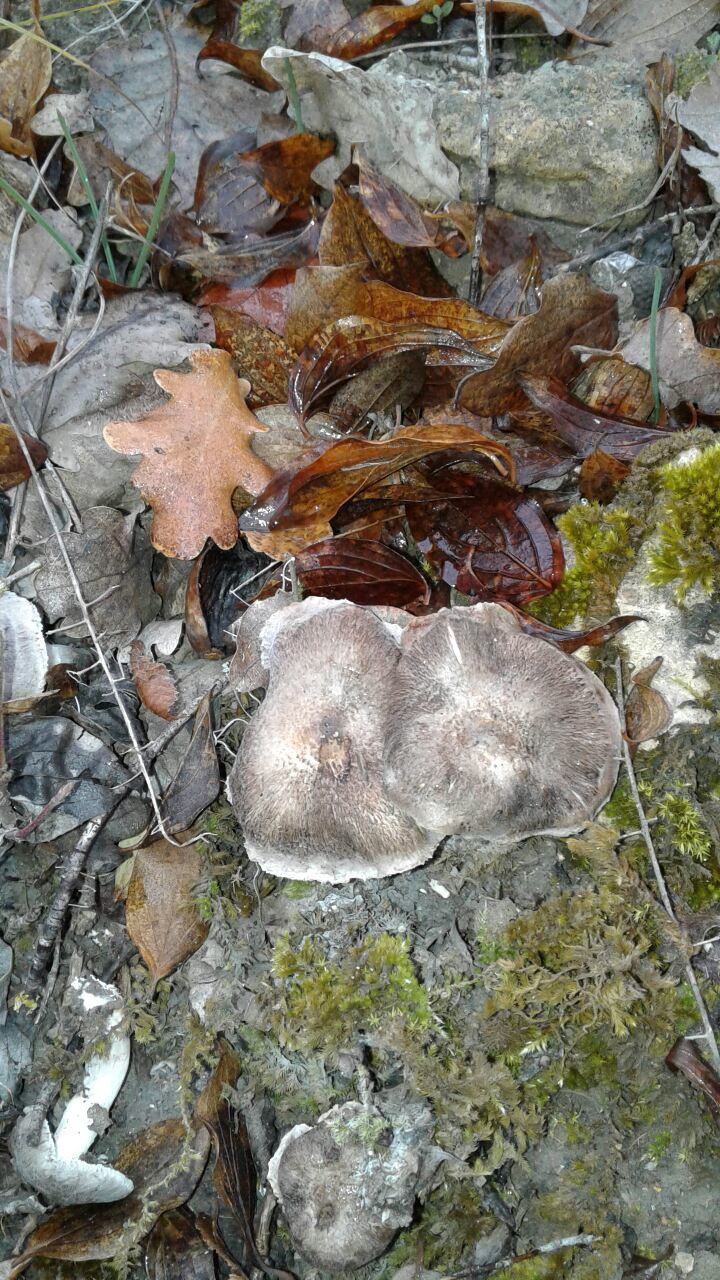 Mice - Mushrooms, Crimea, cat, Longpost