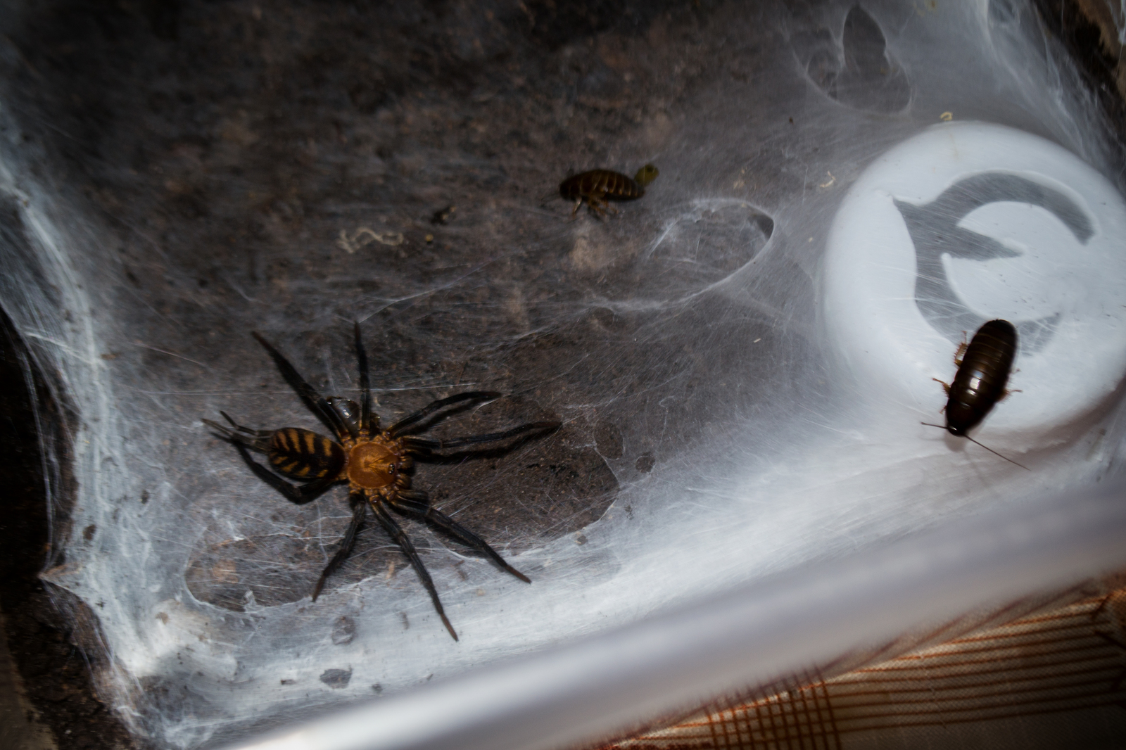 triple wet - My, Spider, Marble cockroaches, Web, Linothele fallax, Kus