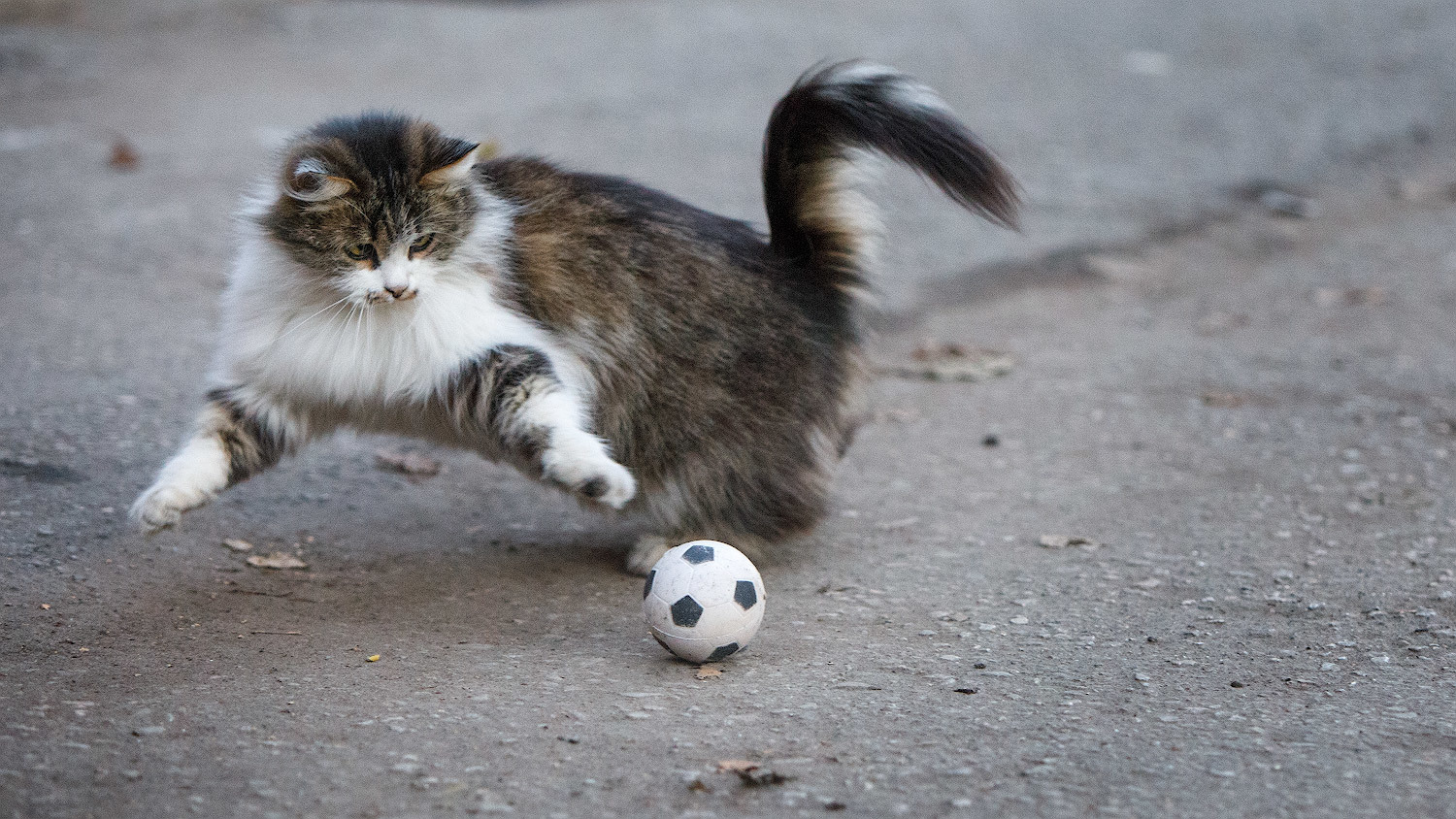 Cats and balls - Catomafia, cat, Ball, The photo, In contact with, Longpost