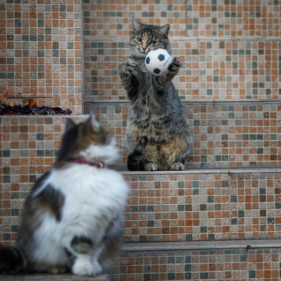 Cats and balls - Catomafia, cat, Ball, The photo, In contact with, Longpost