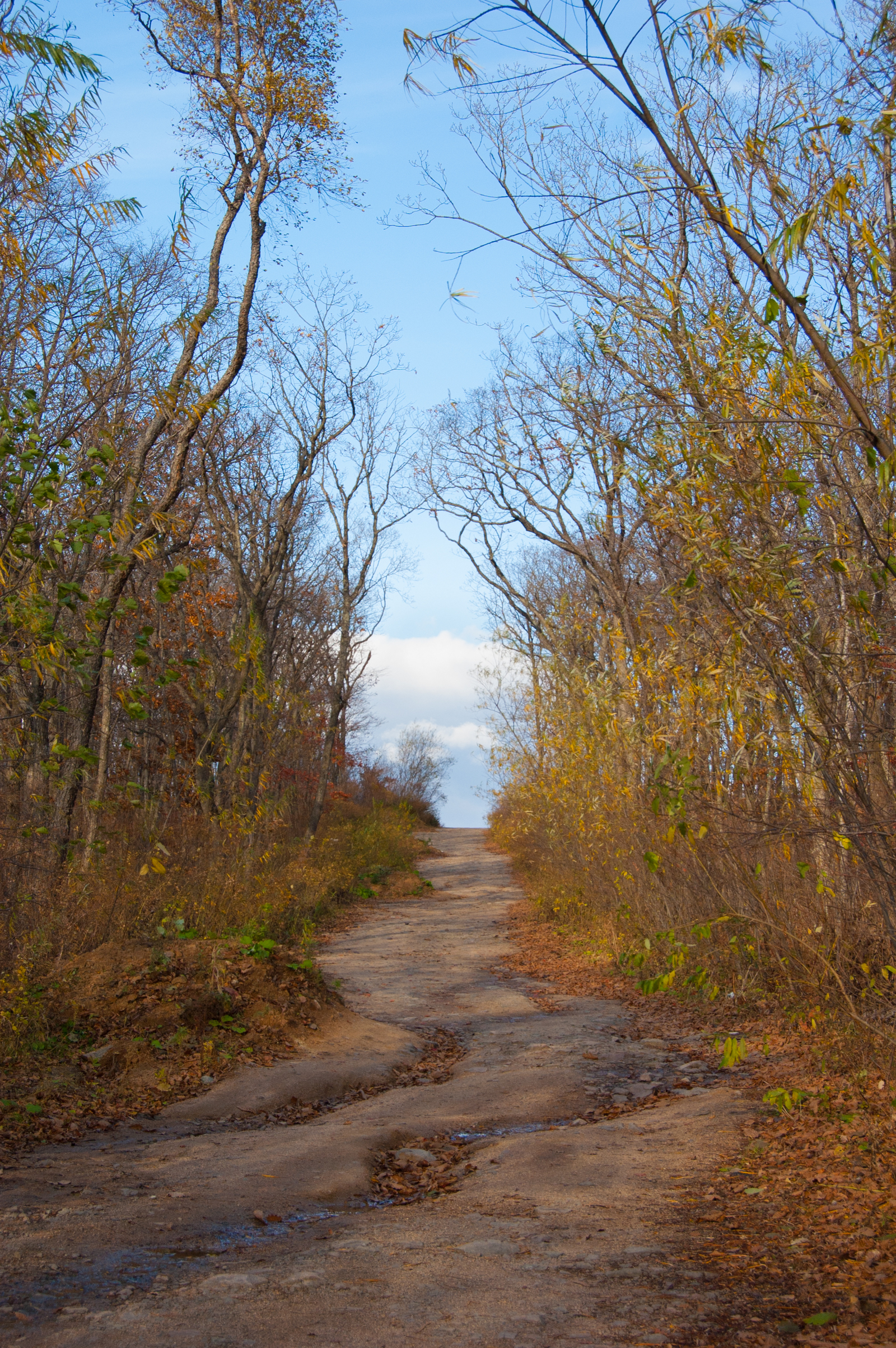 Autumn sketches - My, Autumn, Primorsky Krai, Nature, Forest, Nikon, Nikon D40, The photo, Longpost