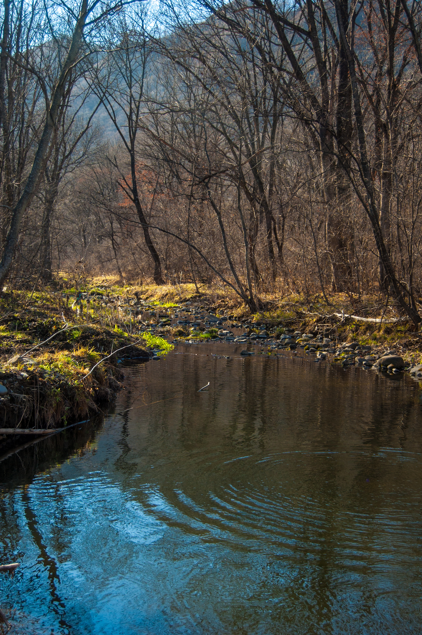 Autumn sketches - My, Autumn, Primorsky Krai, Nature, Forest, Nikon, Nikon D40, The photo, Longpost