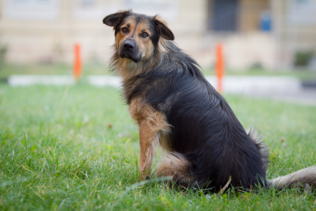 FRIENDS, WE ARE LOOKING FOR A FELLOW - My, Aeroflot, Dog, Longpost