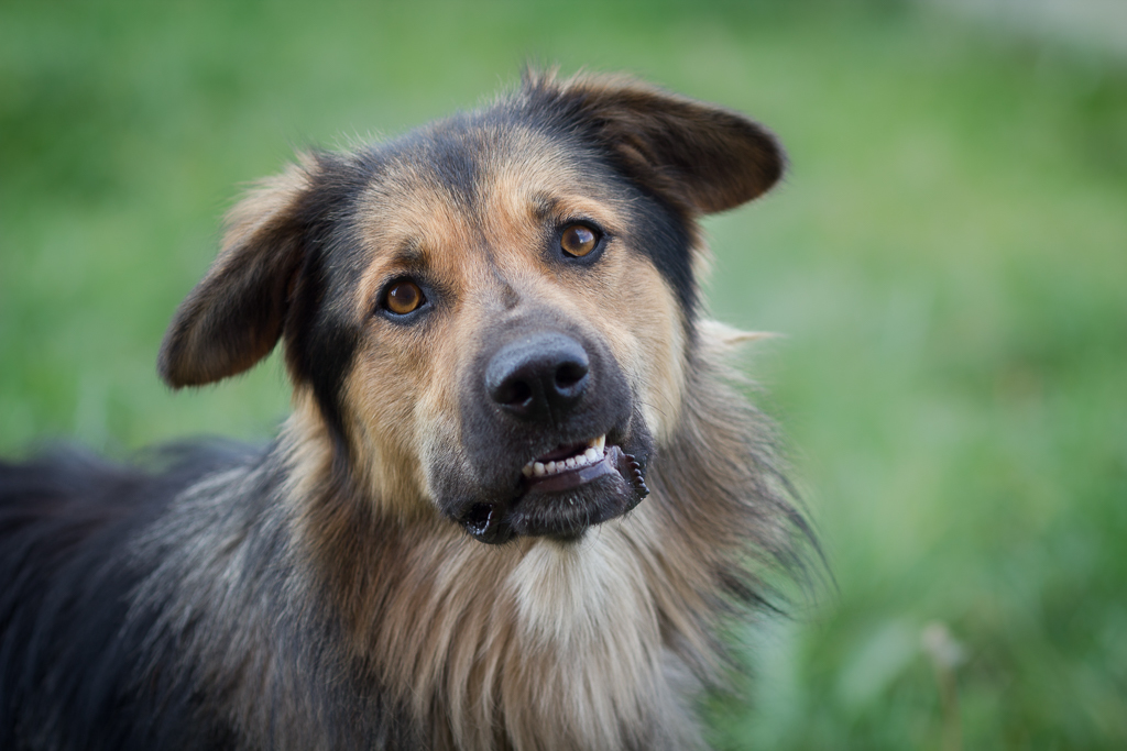 FRIENDS, WE ARE LOOKING FOR A FELLOW - My, Aeroflot, Dog, Longpost