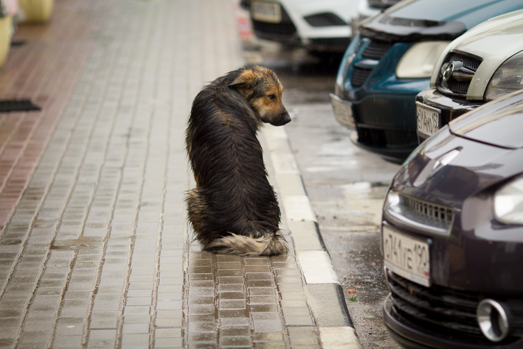 FRIENDS, WE ARE LOOKING FOR A FELLOW - My, Aeroflot, Dog, Longpost