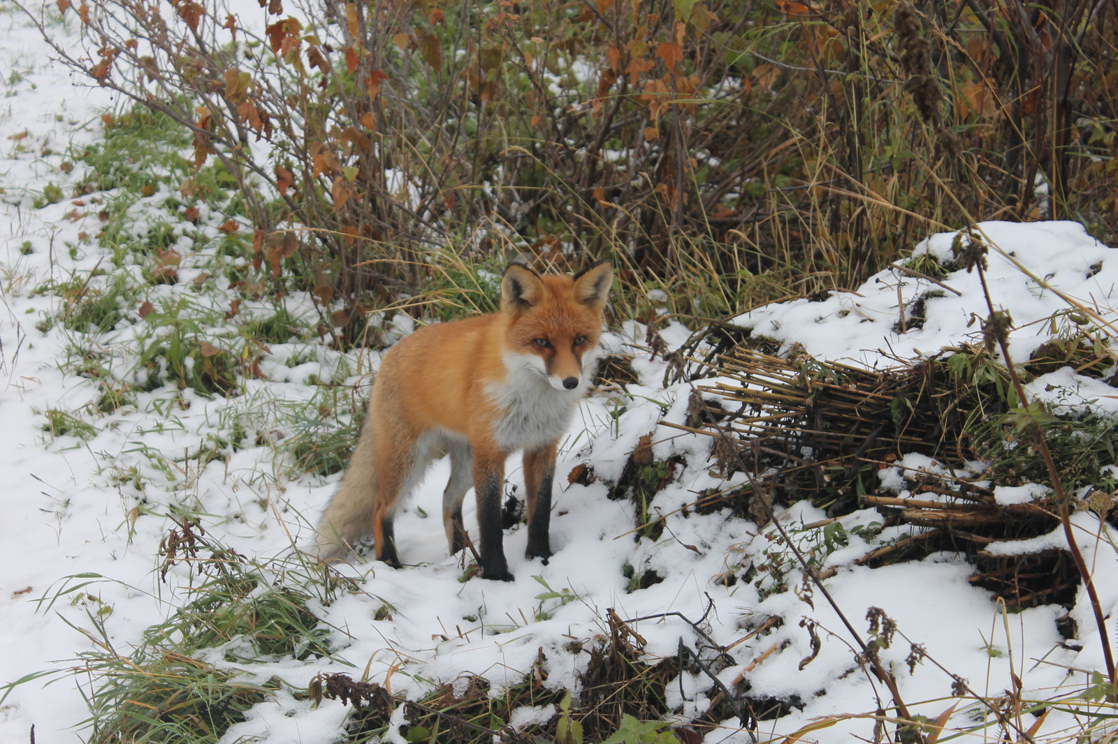 Chanterelles :3 - My, Fox, Dacha, Nature, Longpost