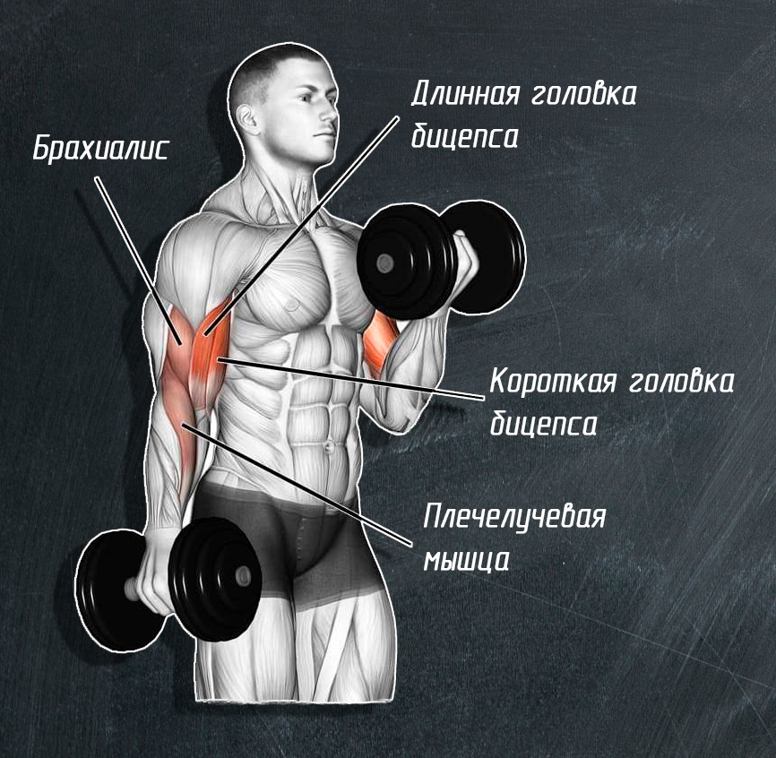 Анатомия мышц. Точки крепления. Силовые упражнения.