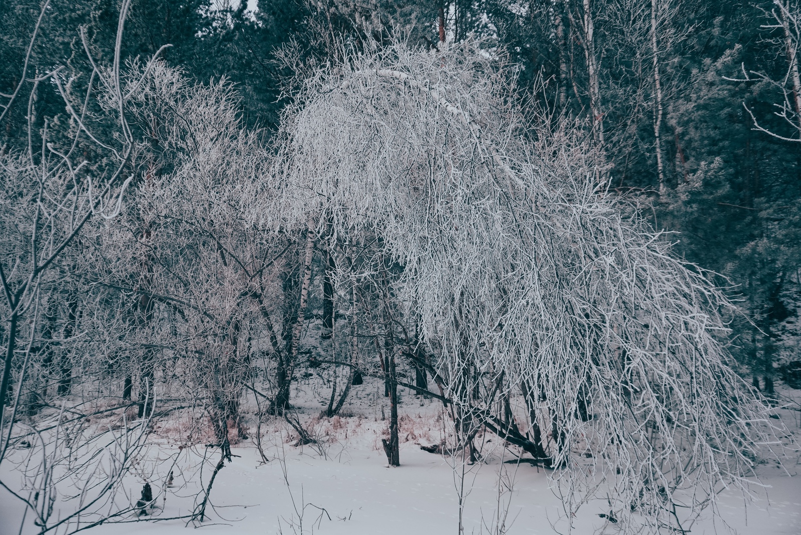 N o v e m b e r M a g i c - My, Krasnoyarsk, Siberia, Snow, November, Yenisei, Nature, Longpost